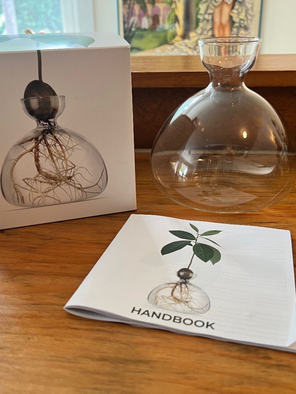 Avocado Seed Starter Kit with Clear Glass Vase, Box & Instruction Book